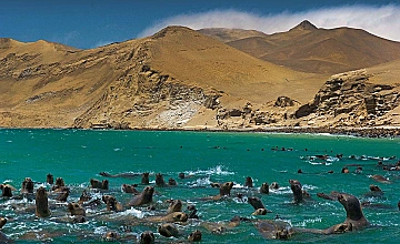 Dia 1: Salida de Lima - Traslado a Paracas