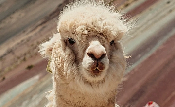 Montaña de Colores VININCUNCA por ruta corta – Cusco (Desayuno y Almuerzo) 