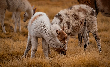Arequipa – Chivay (Desayuno y Almuerzo)