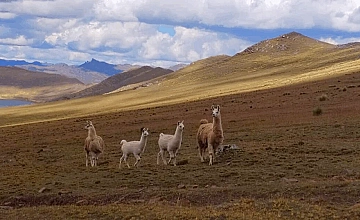 Cusco – Taucca – Huchuy Qosqo o Cusco pequeño – Ollantaytambo – Aguas calientes (Box lunch)